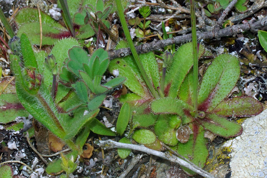 Minuscola asteracea - Hypochaeris glabra